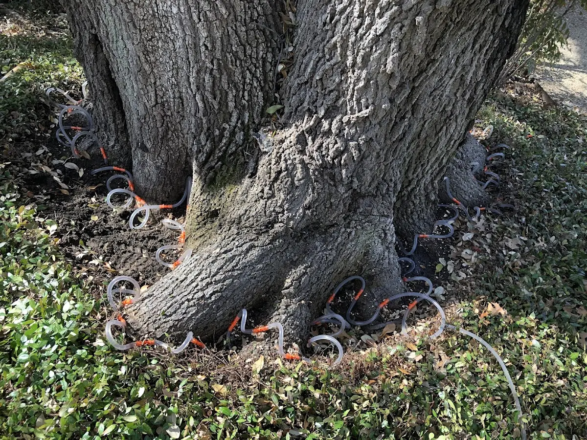 Detailed Tree Cabling and Bracing job site in Hamilton